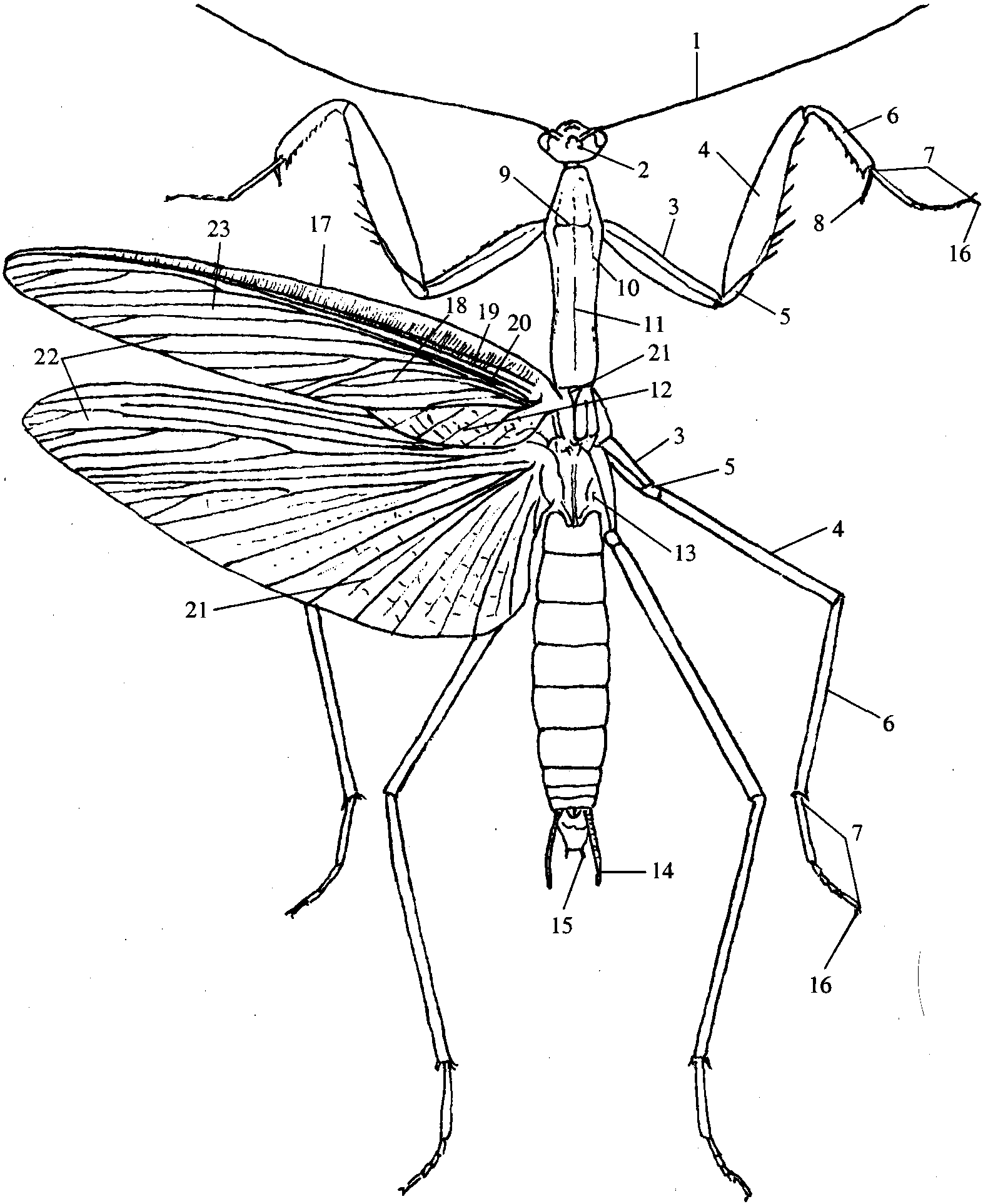 一、形態(tài)特征